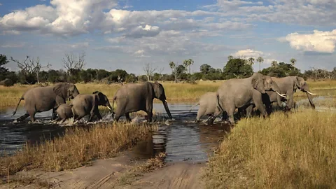 Why some animals appear to mourn their dead