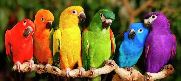 Parrots have exceptional language comprehension 