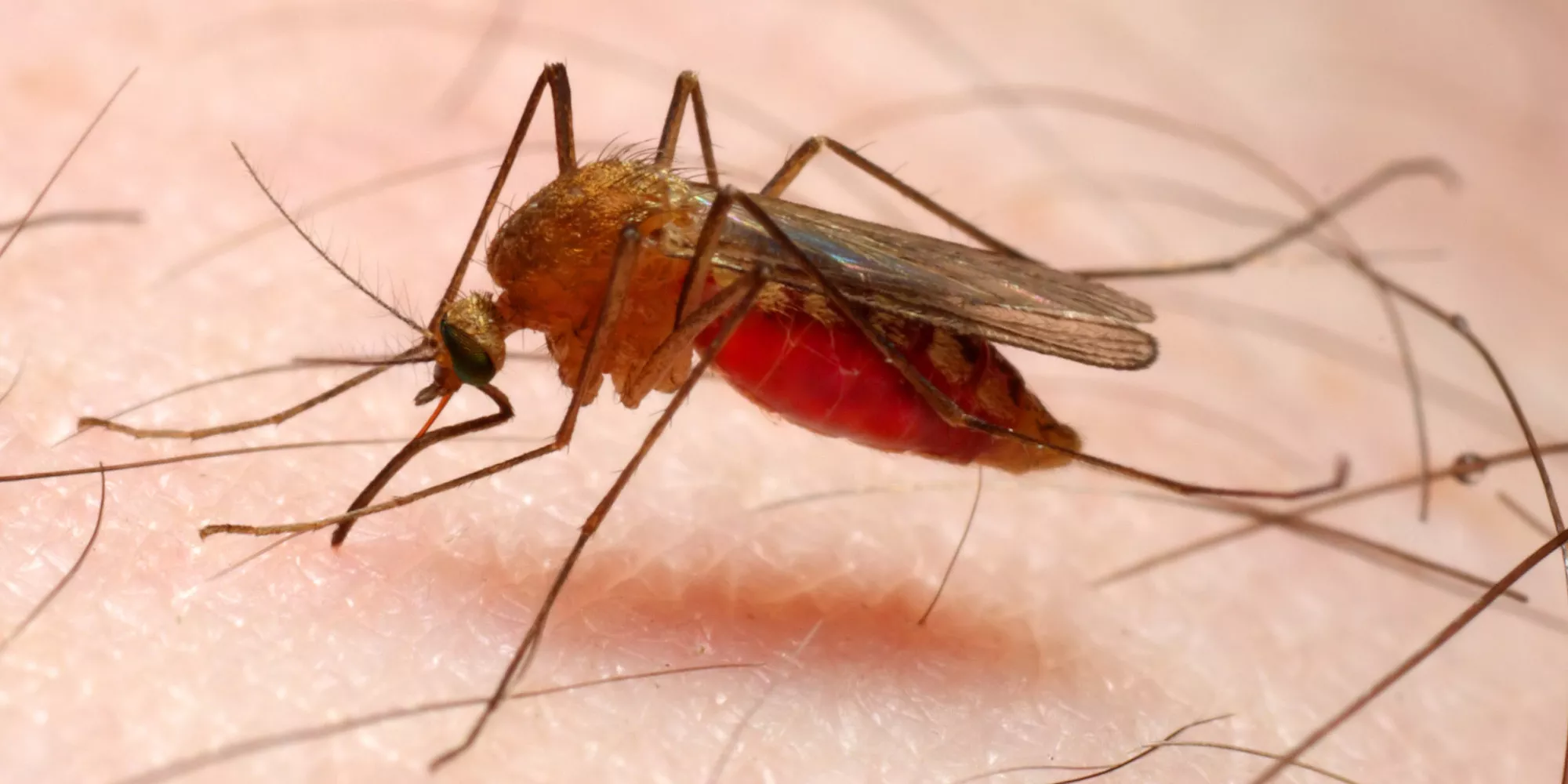 How To Treat Malaria Naturally Without Taking Drugs