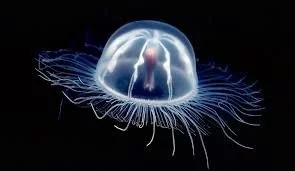 The jellyfish 