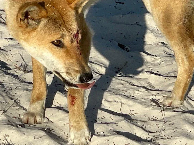 A dingo pictured after attacking a ten-year-old