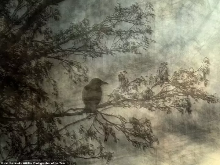 Jiri Hrebicek, a Czech photographer, took this 'impressionistic' image of a 'perching carrion crow' in a park in Basel, Switzerland. It's the winner of the Natural Artistry category and Jiri 'deliberately moved his camera in different directions' to capture a 'painterly effect'. NHM says: 'Carrion crows are intelligent birds that have successfully adapted to living alongside humans, with gardens and parks providing a regular food supply'