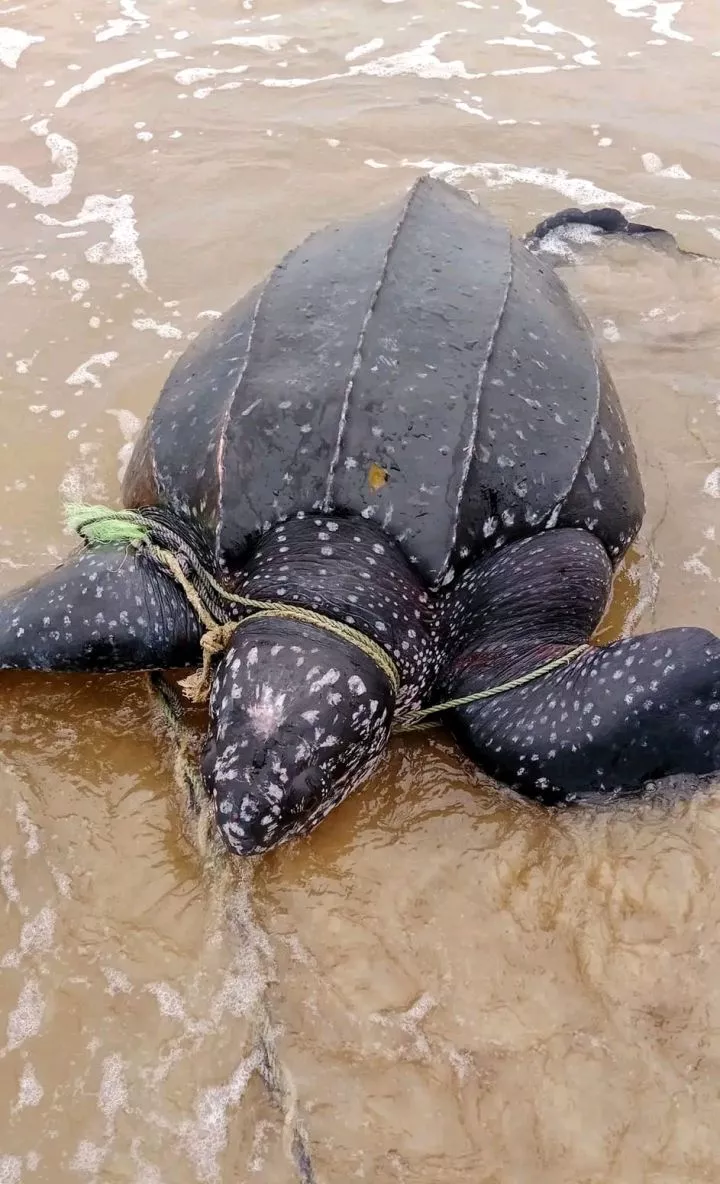 Endangered leatherback sea turtle released back into the ocean after it was caught in Bayelsa fisherman