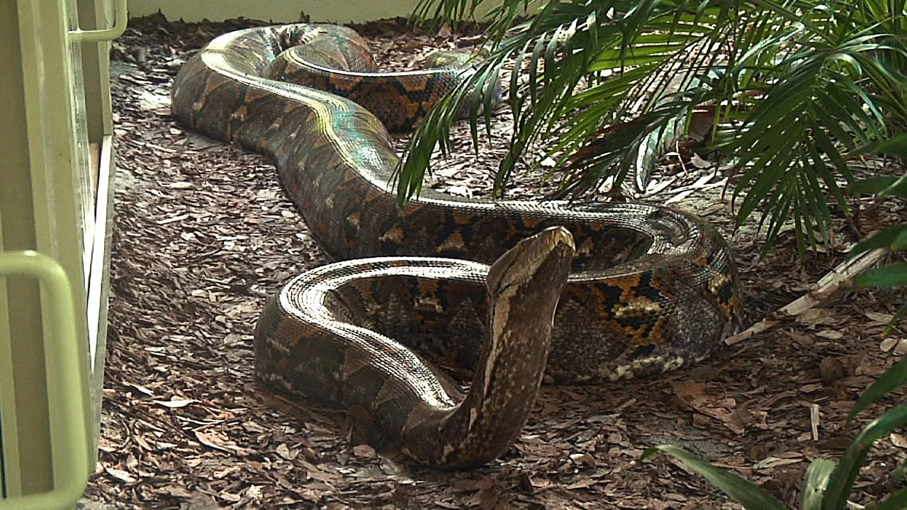 Giant Python, Tied To A Rope, Tries To Escape After Eating Heavy Meal