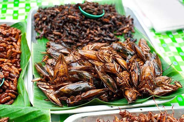 Cockroaches and 6 other weird foods from around the world