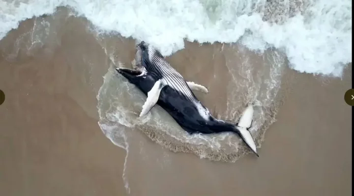 Residents butcher whale washed ashore Bayelsa beach