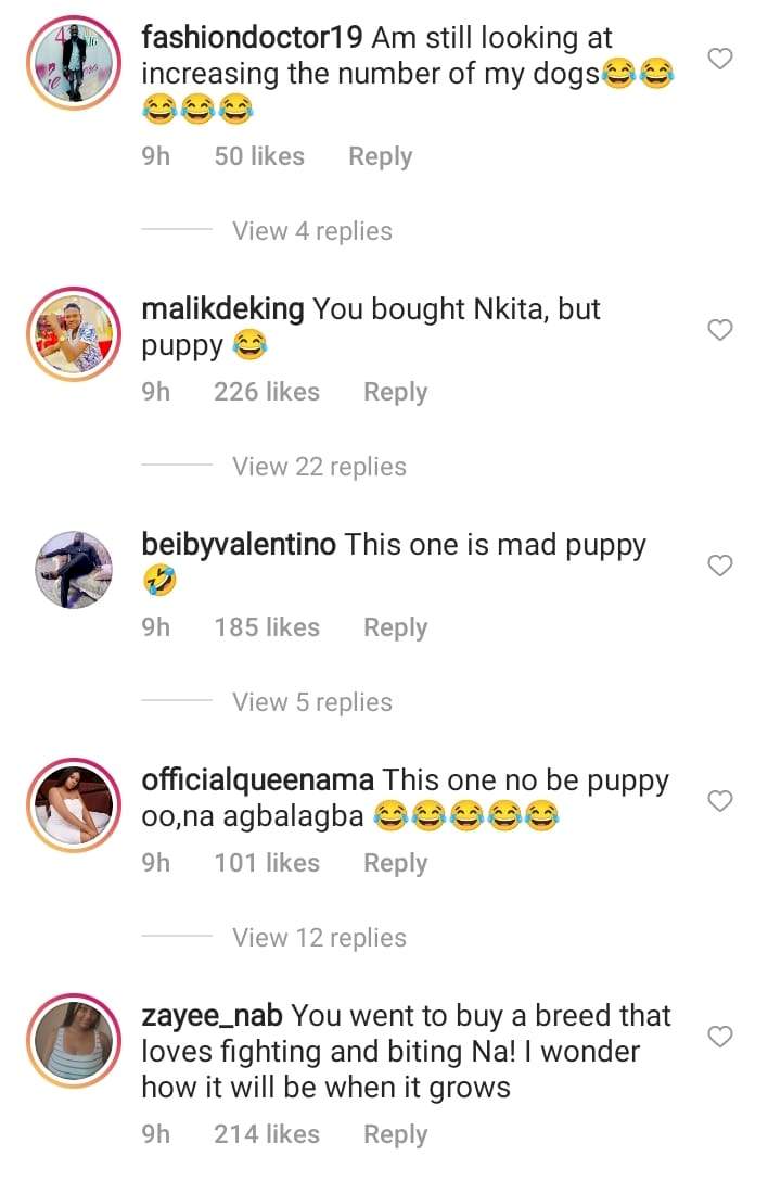 'This is Nkita not Puppy' - Reactions as BBN's Cindy shows off bite marks her newly purchased dog left on her (Video)