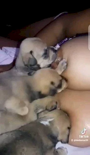 Woman accuses employer of forcing her to breastfeed his dogs while he filmed (video)