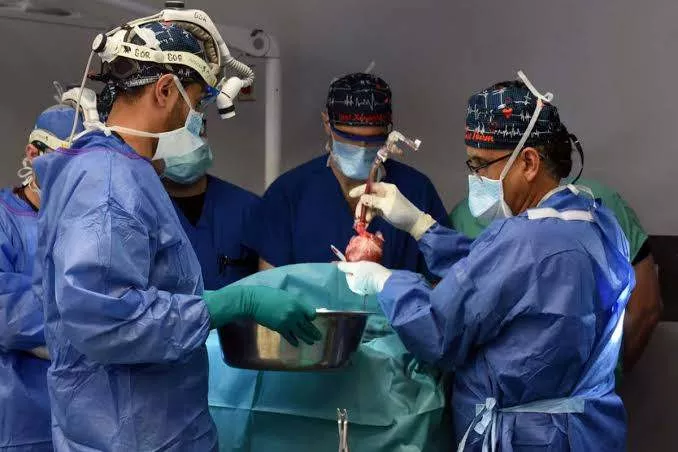 US surgeons carry out world's second pig-to-human heart transplant