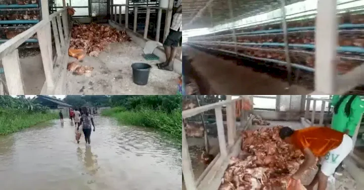 Farmer suffers loss of over 3500 chickens due to flood in Bayelsa (Video)