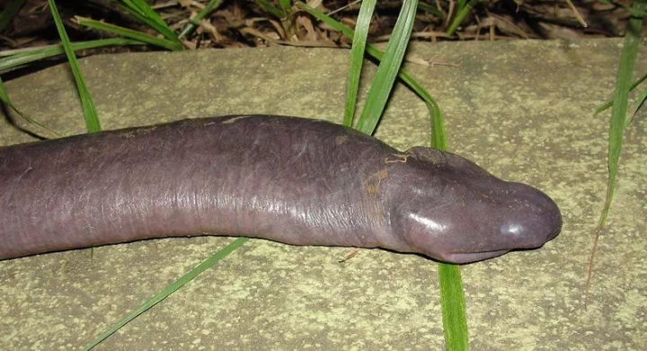 The 'penis snake' and 9 other weird animals you never knew existed
