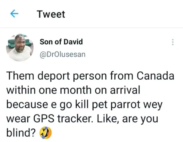 Nigerian man deported for killing parrot 1 month after relocating to Canada