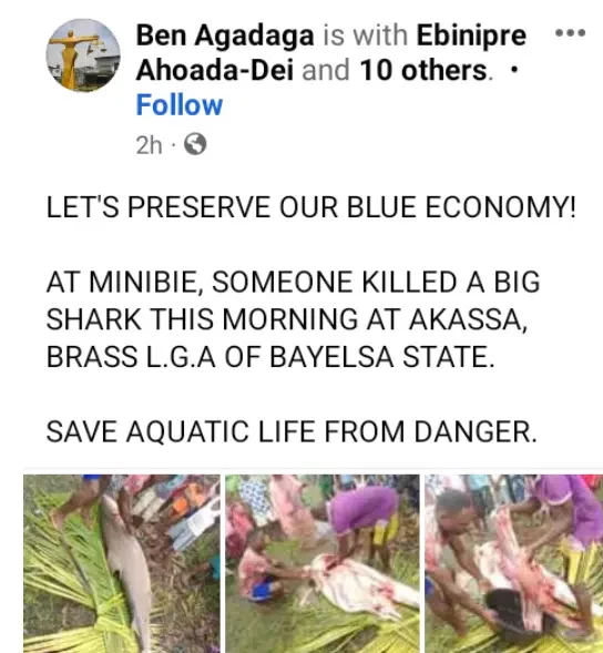 Fisherman catches 'shark' in Bayelsa, butchers it; Photos cause buzz