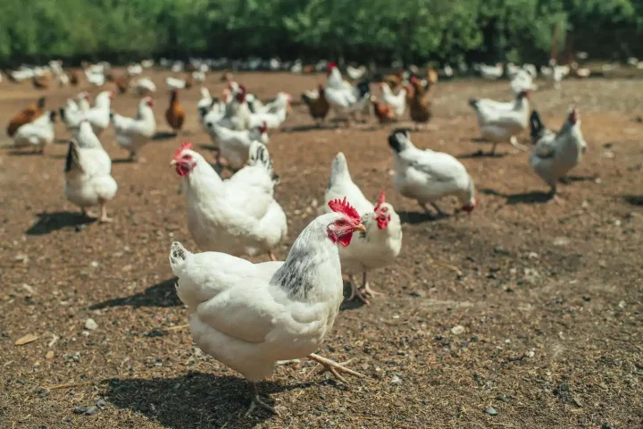 Lady living in Dubai resigns job, returns home to build poultry farm