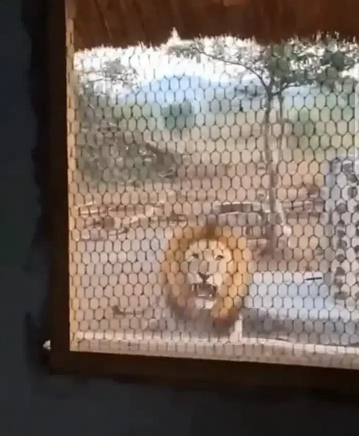 Man wakes up to make coffee, finds hungry looking lion staring at him though kitchen window - Video