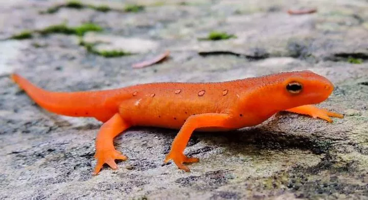 Newts are believed to bring bad luck [chesapeakebay]
