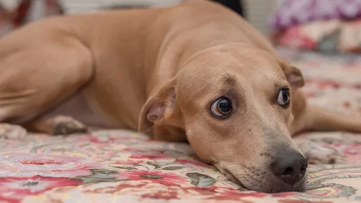 11 Things You Do That Break Your Dog's Heart