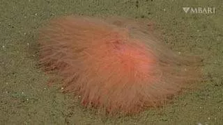 10 newly discovered ocean creatures revealed by scientists