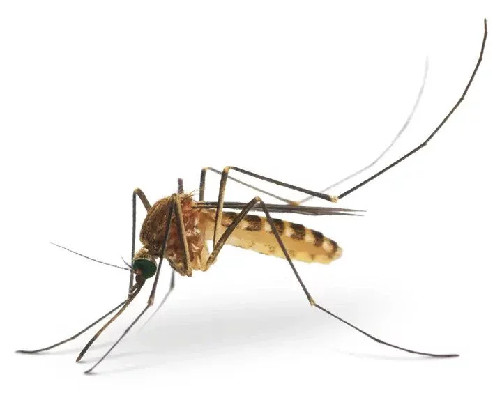 4 Things Mosquitoes Don't Like. Which Will Make Them Run From Bitting You.