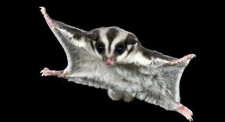 5 animals you didn't know could fly