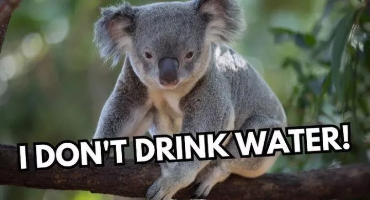 5 animals that don't drink water and why