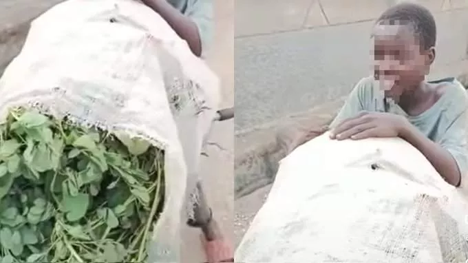 Kaduna Teen Reveals Family Eat Grass To Survive Amid Nigeria's Economic Crisis (Video)