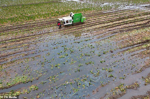 Extremely wet weather between autumn 2022 and spring 2024 hit harvests and food production