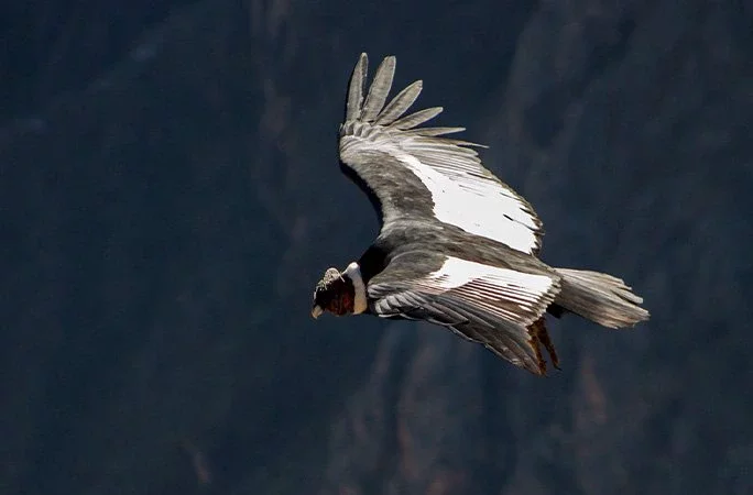 andean condor flying