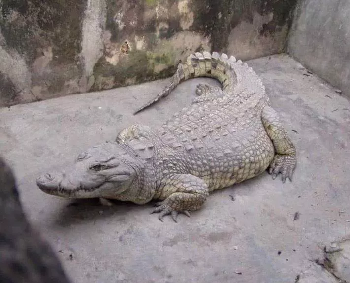 84-year old Ibadan Crocodile Dies