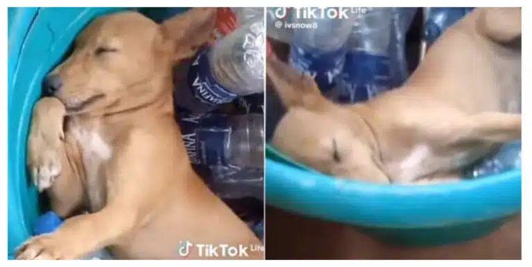 "I don use my money buy rubbish" -Nigerian man disappointed as security dog he bought to protect him found sleeping inside a bucket (Video)