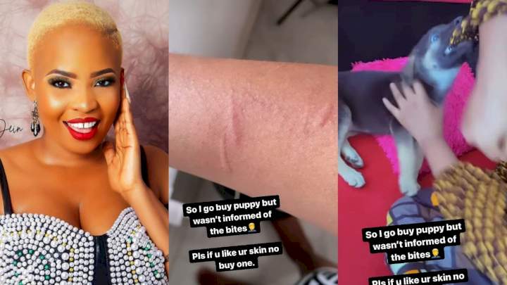 'This is Nkita not Puppy' - Reactions as BBN's Cindy shows off bite marks her newly purchased dog left on her (Video)