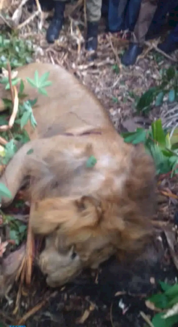 Reactions as man single-handedly fights; kills lion in fierce battle (Photos)