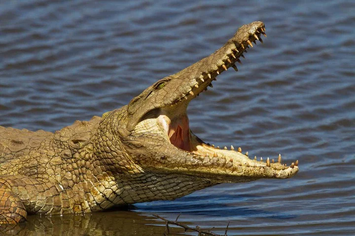 Crocodile 