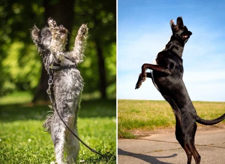 Is your dog jumping on you? This is what it means