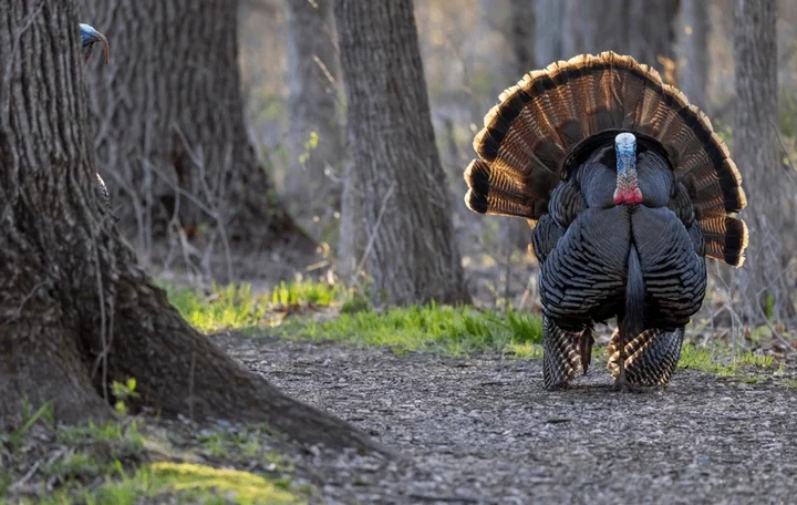 Turkey Eggs - Why Don't We Eat Them?