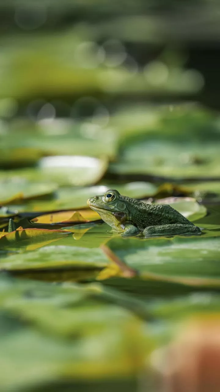 Australian Water-Holding Frog