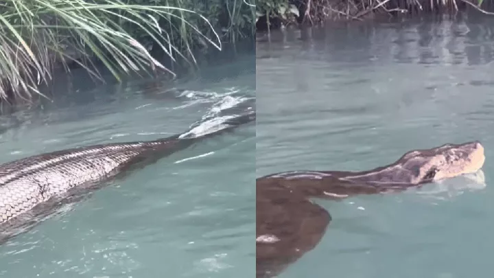 Viral Video: Man Swims with Huge Anaconda; Terrified Internet Calls It A 'BIG-No'
