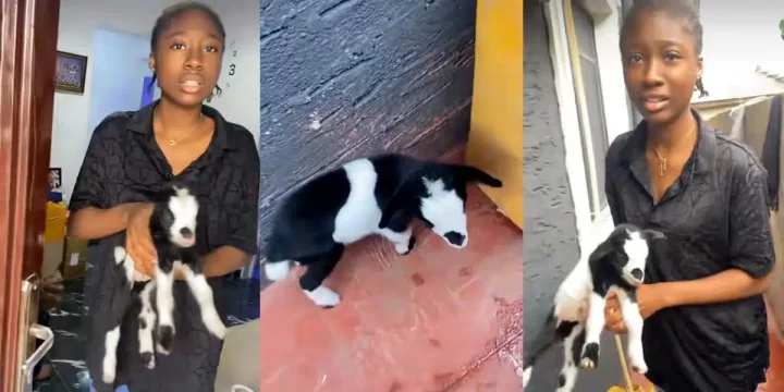 Nigerian mother sparks conversation, gifts daughter pet goat as 'new sister'