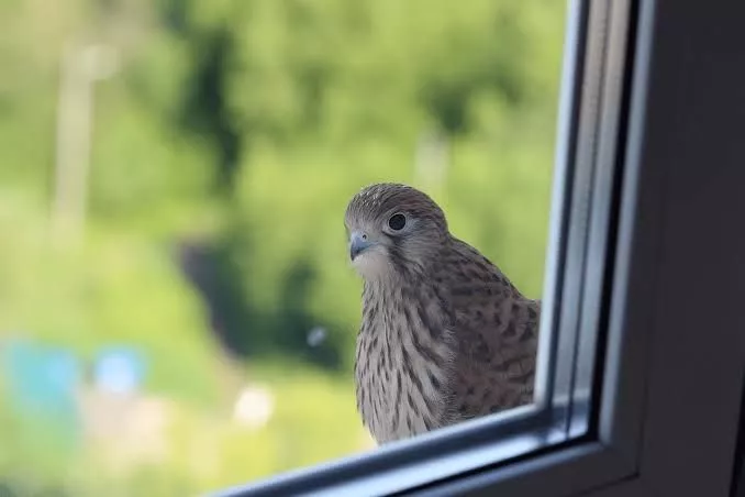 Bird Knocking at Your Window: The Spiritual Message You Shouldn't Ignore