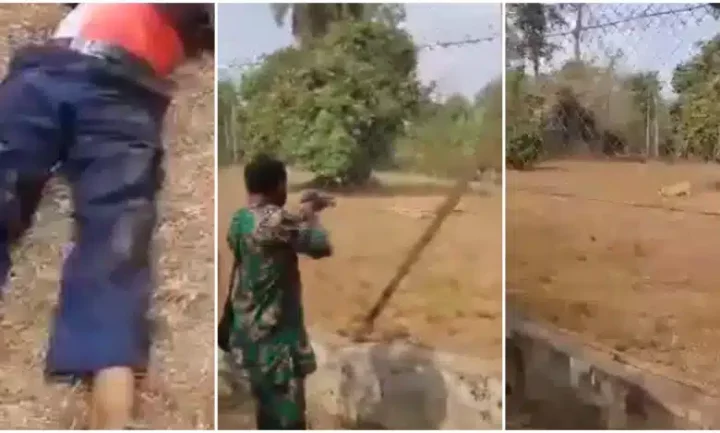 Video shows how Lion that mauled zookeeper at OAU while being fed was killed