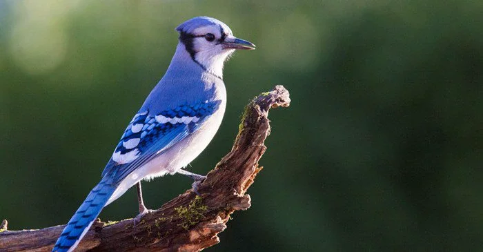 Blue Jays Are a Bird Watchers' Favorite - Lyric Wild Bird Food