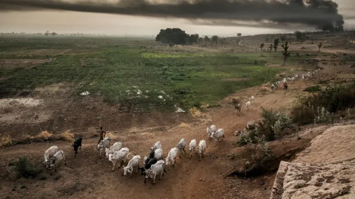 'Use cattle or die' - Terrorists warn Kebbi farmers against modern equipment 'Use cattle or die' - Terrorists warn Kebbi farmers against modern equipment