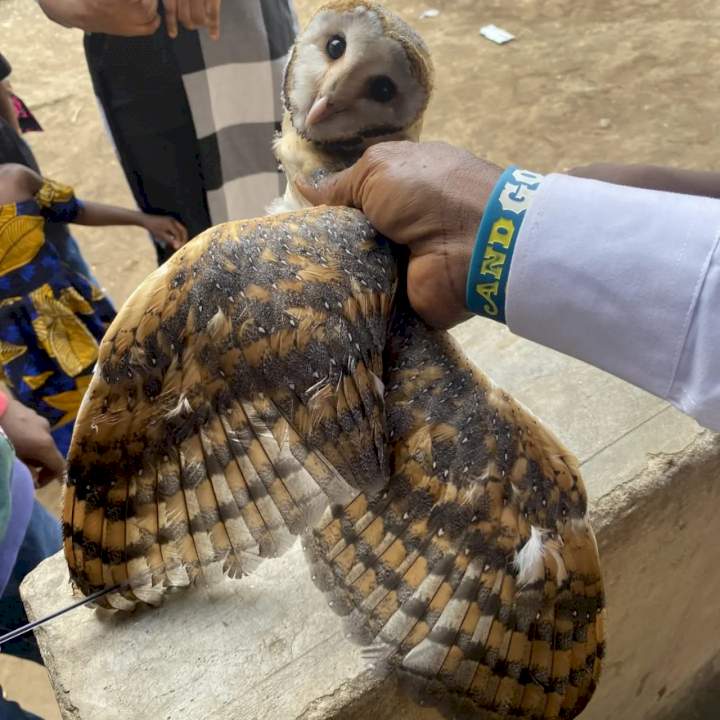 Owlet escapes death after getting lost in a church in Lagos