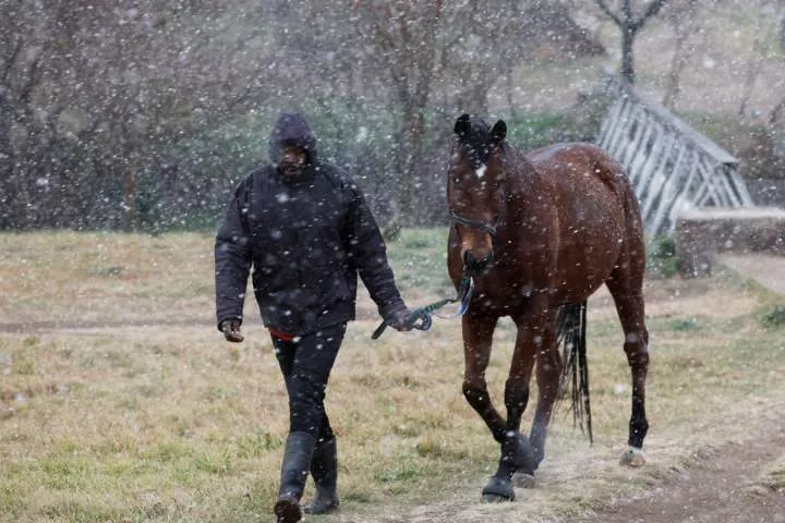 A man leads a horse as snow falls in Delta Park