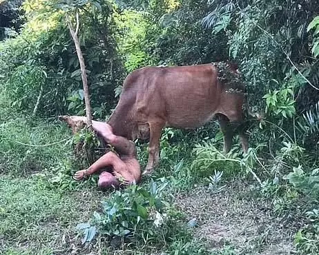 Horrifying new details emerge about man g0red while trying to r@pe cow