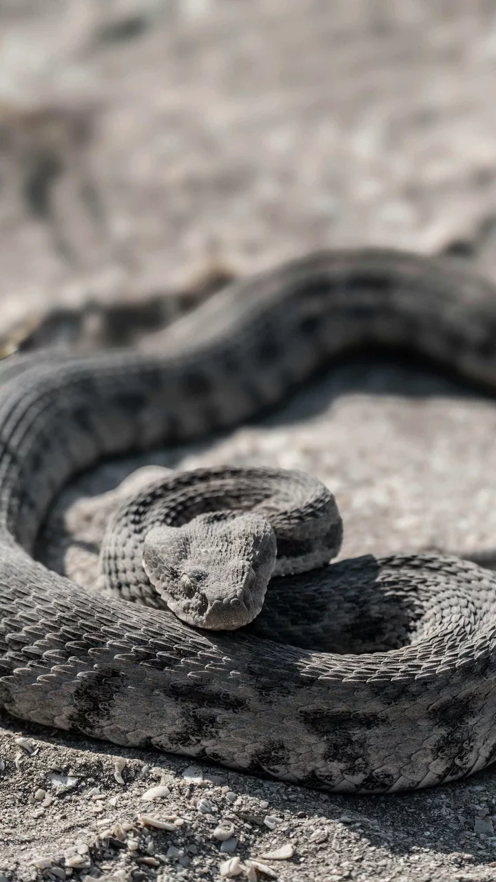 Sidewinder Snake