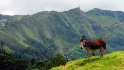 A scene on Saint Helena island
