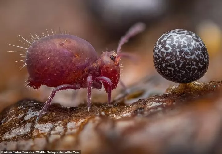 This breathtaking image of a tiny springtail insect looking at a slime mould was taken by German photographer Alexis Tinker-Tsavalas and is the winner of the 15-17 years category. It also nets the artist the Young Wildlife Photographer of the Year award. NHM says: 'Springtails can jump many times their body length in a split second. Alexis used a technique called focus stacking, where 36 images, each with a different area in focus, are combined. Springtails are barely two millimetres long (less than a tenth of an inch)'