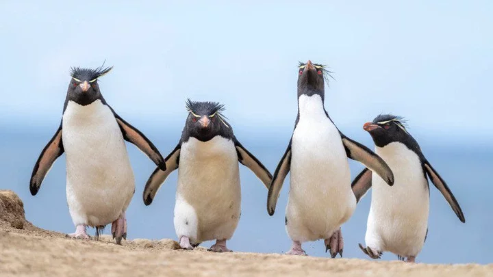 Penguins 