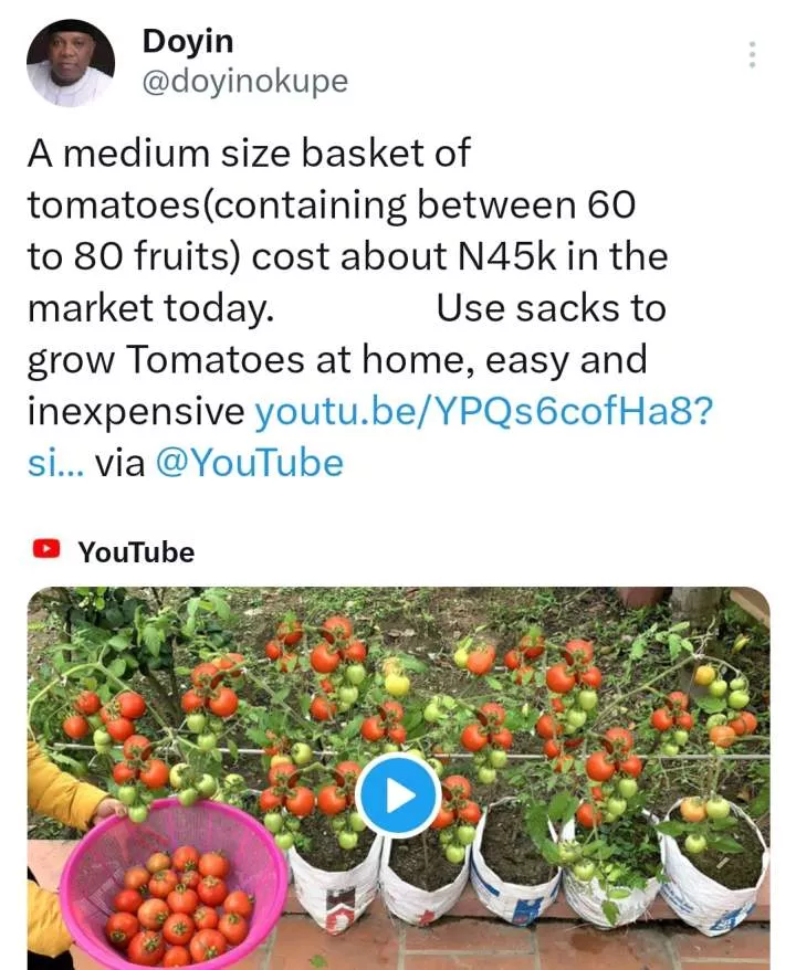 Doyin Okupe urges home-grown tomatoes in sack amidst price hike